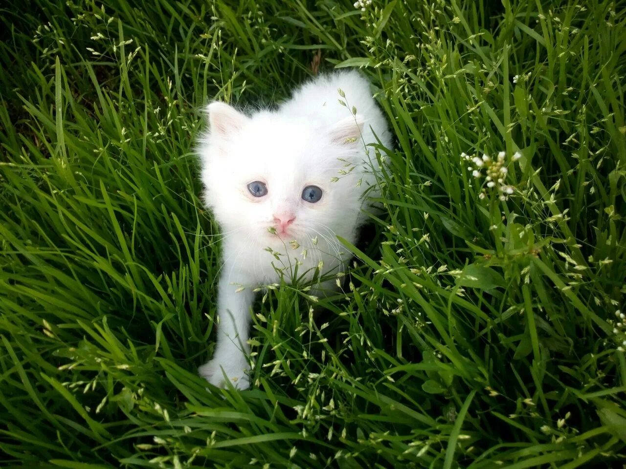Бездомный кот. Грустный белый котенок. Черно белый бездомный котенок. Чёрно-белая кошка. Белый котенок на улице.