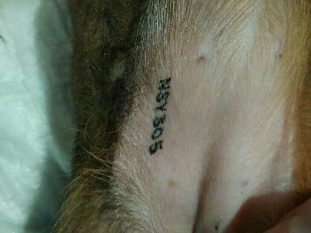 Клеймо у собаки. Клеймо у немецкой овчарки. Клеймо у собаки. Клеймо у собаки. Клеймо чихуахуа.