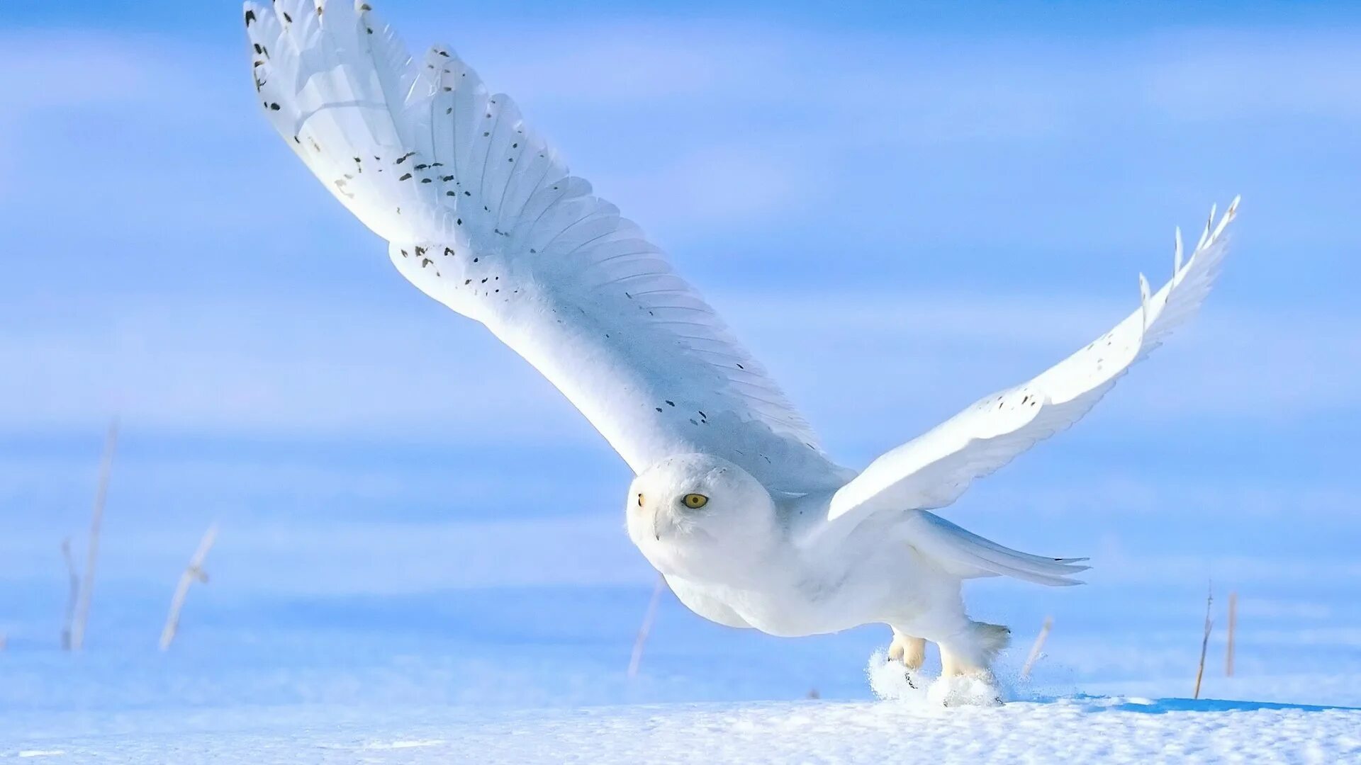 Полярная сова. Полярная Сова птица. Полярная Сова в Арктике. Сова Полярная белая. Арктика птицы Сова Полярная.