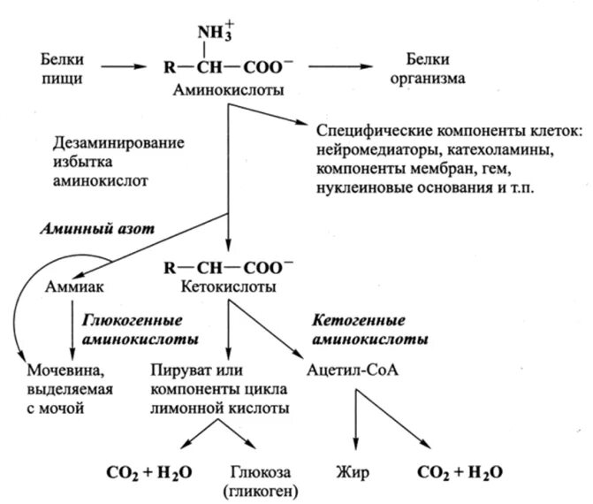 Органы участвующие в белковом обмене. Общая схема метаболизма аминокислот. Схема метаболизма белков биохимия. Обмен аминокислот биохимия схема. Общая схема обмена веществ биохимия.