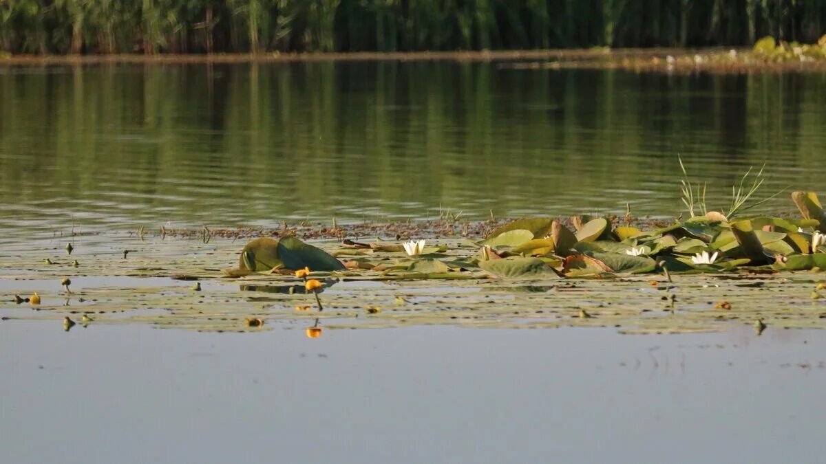 Проект моя малая родина новая усмань воронежская область. Куда впадает река усманка. Река усманка липецкая область. Усманка отрадное. Река воронеж левый приток усмань.