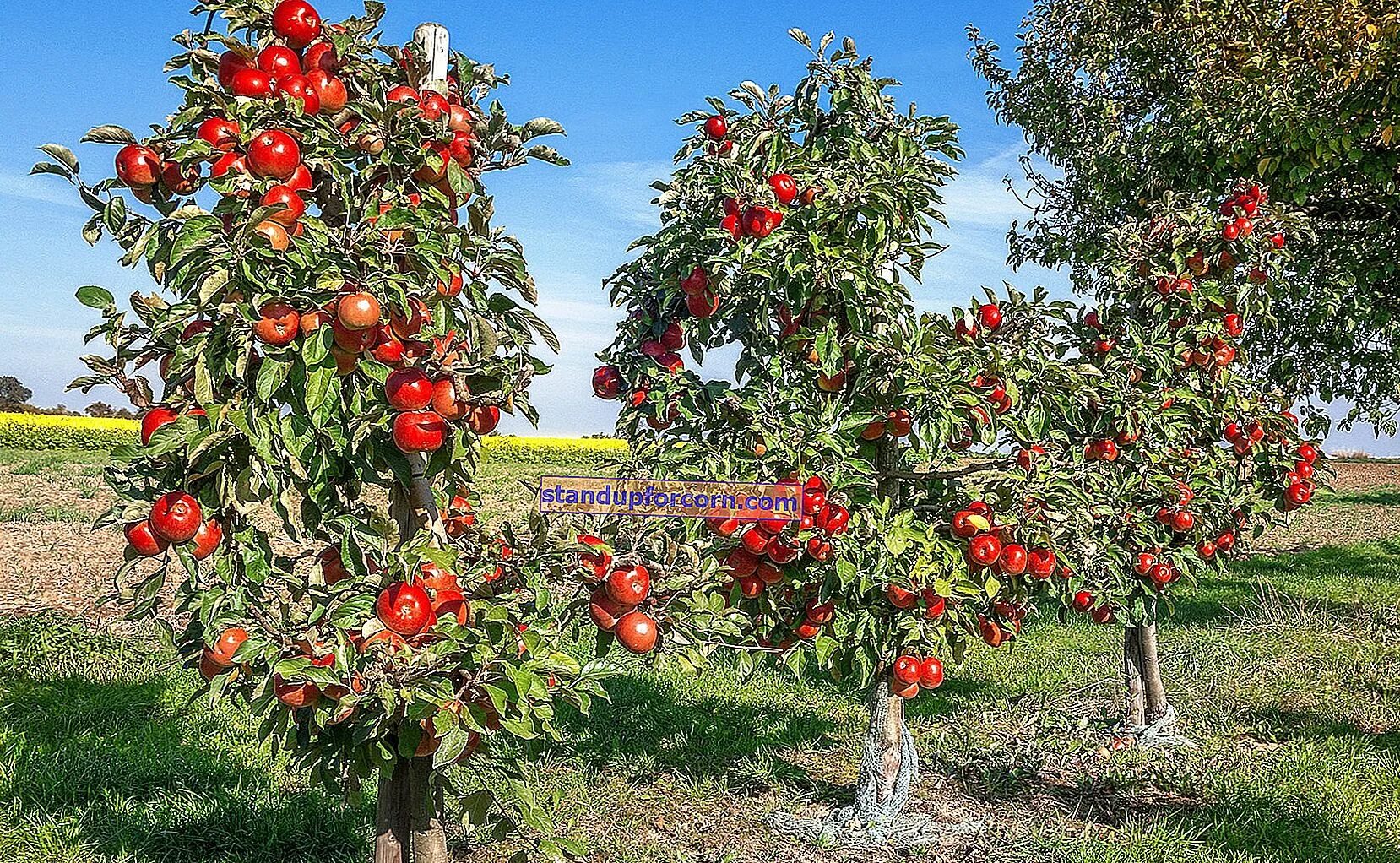 Яблоня карликовая с2l. Карликовые яблони пшсква. Карликовое подворье яблони. Карликовое яблоня персиковое. 10 плодовых деревьев