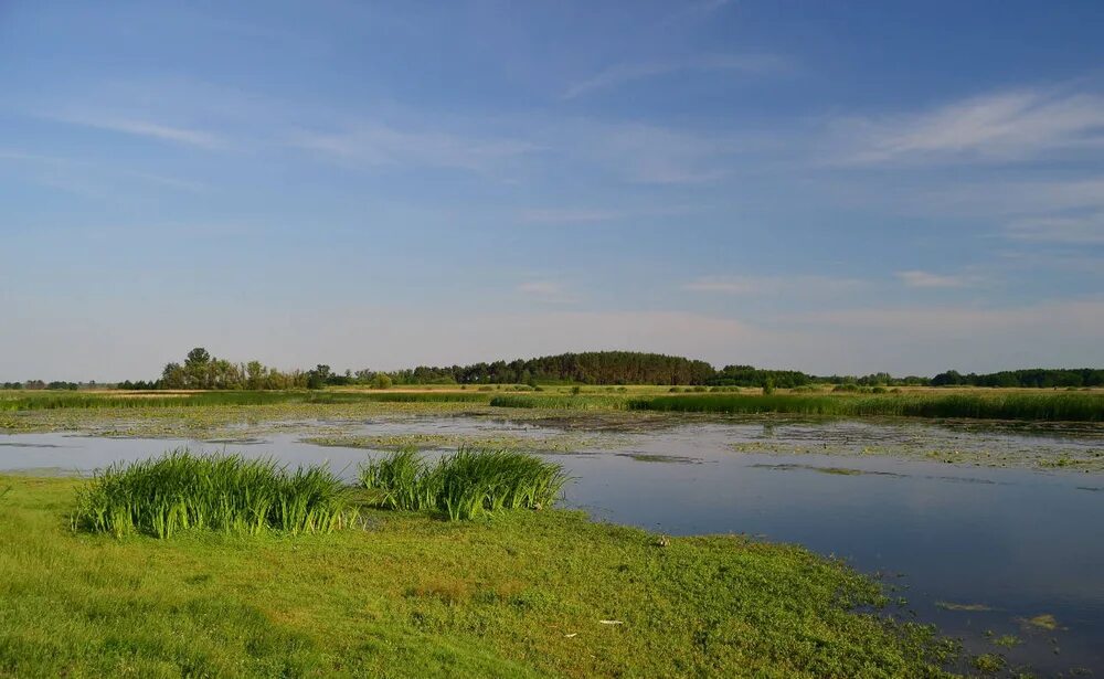 Река в курской области 5 букв. Река Псел Беловский район. Псел река реки Курской области. Река Прупт. Песчаное Ивнянский район Псел.