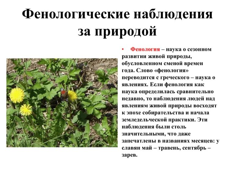 Как называется период лета