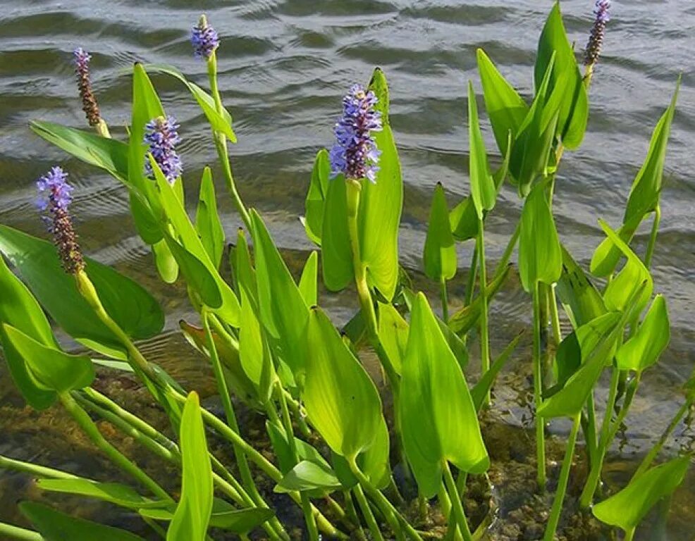 Стрелолист обыкновенный. Сусак болотный. Прибрежные растения примеры. Понтедерия сусак. Стрелолист sagittaria sagittifolia.