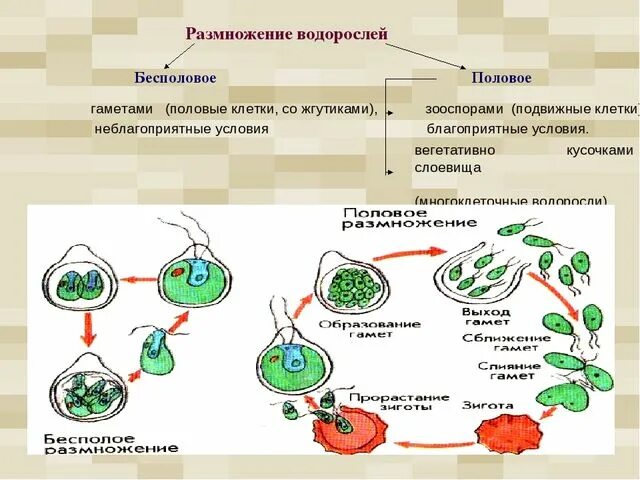 Размножение водорослей 6. Бесполое размножение водорослей 5 класс биология. Биология 6 класс схема способы размножения водорослей. Размножение водорослей 6 класс биология. Половое размножение водорослей.