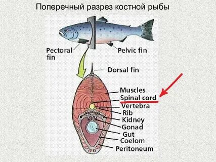 Рыба в разрезе