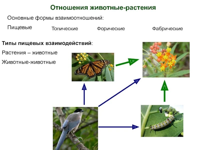 Типы взаимоотношений между растениями. Взаимосвязь растений и животных. Взаимоотношения между растениями и животными. Взаимосвязь между растениями и животными.