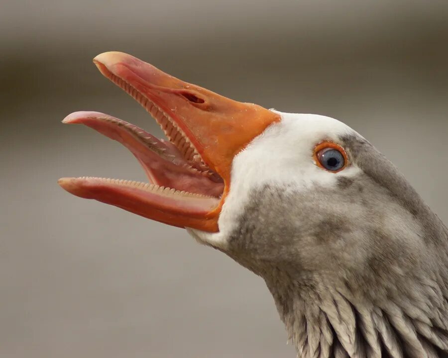 Зубы гуся. Зубы гуся. Зубы гуся. Клюв гуся с зубами. Клюв гуся.