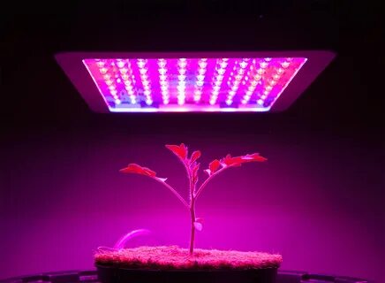 Led grow plant