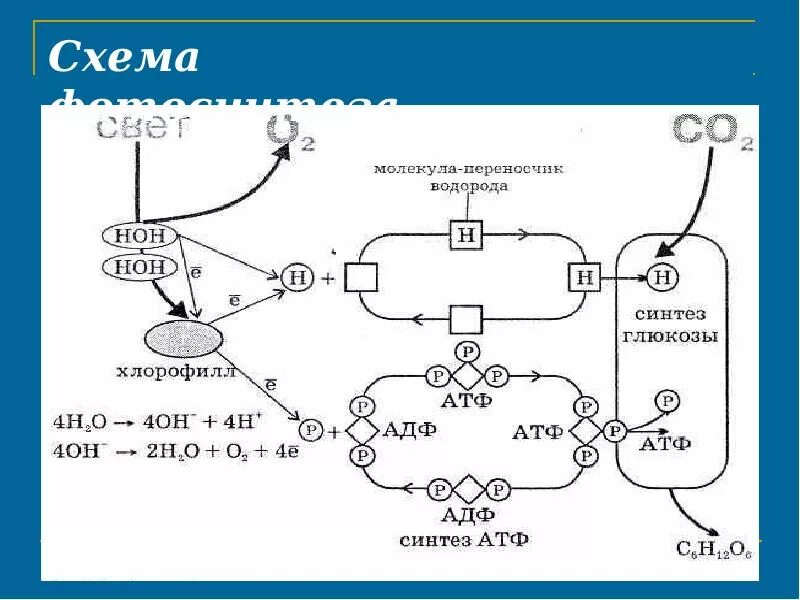 Фотосинтез схема. Общая схема фотосинтеза фотосистема. Схема фотосинтеза с АТФ. Схема фотосинтеза 10 класс биология.