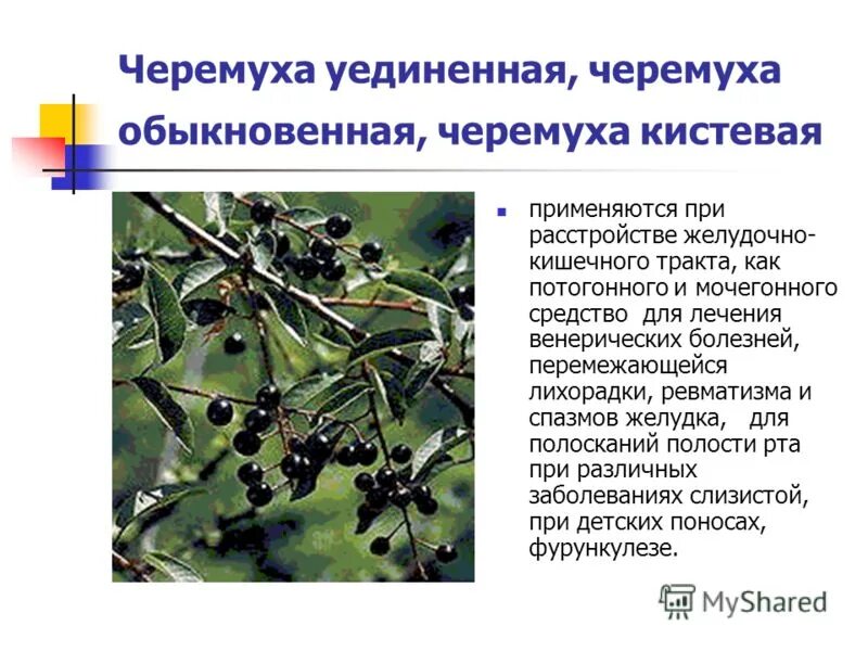 Определите тип питания черемуха обыкновенная. Черёмуха обыкновенная лекарственное сырье. черёмуха обыкновенная описание. сведение о черемухе. сообщение о черемухе.