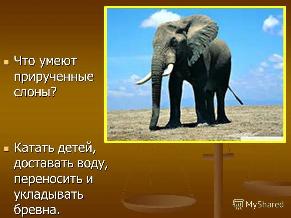 интересное про слонов для детей. Elephant car. что может делать слон. что может делать слон. что умеет делать слон.