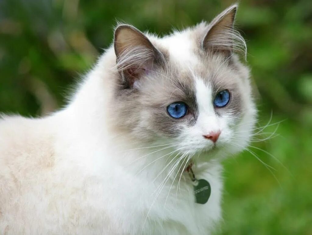 Породы котов с голубыми глазами. Сиамский Рэгдолл. Рэгдолл кошка. Рэгдолл белый. Котята породы Рэгдолл.
