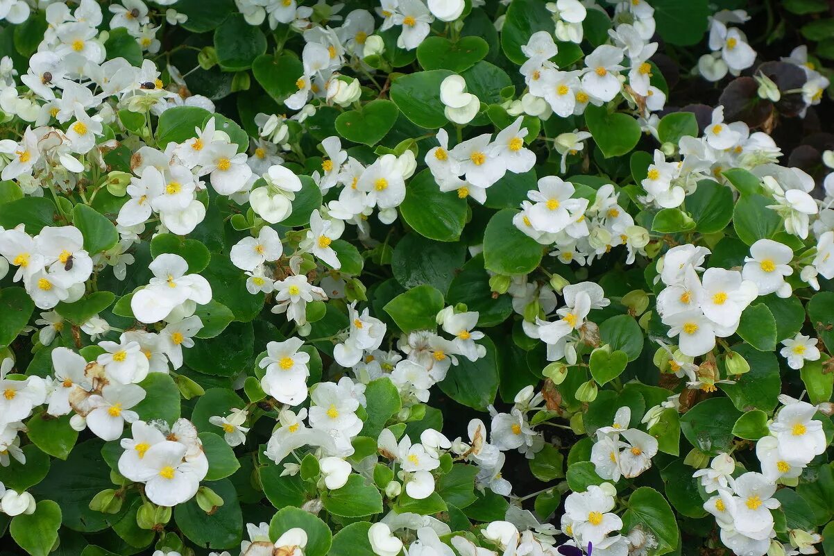 бегония белая вечноцветущая. бегония вечноцветущая амбассадор. бегония вечноцветущая. бегония вечноцветущая белая. бегония вечноцветущая (begonia semperflorens).