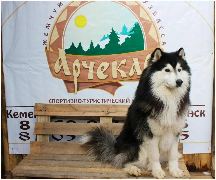 Арчекас мариинск. Арчекас мариинск база. лагерь арчекас мариинск. база отдыха арчекас.