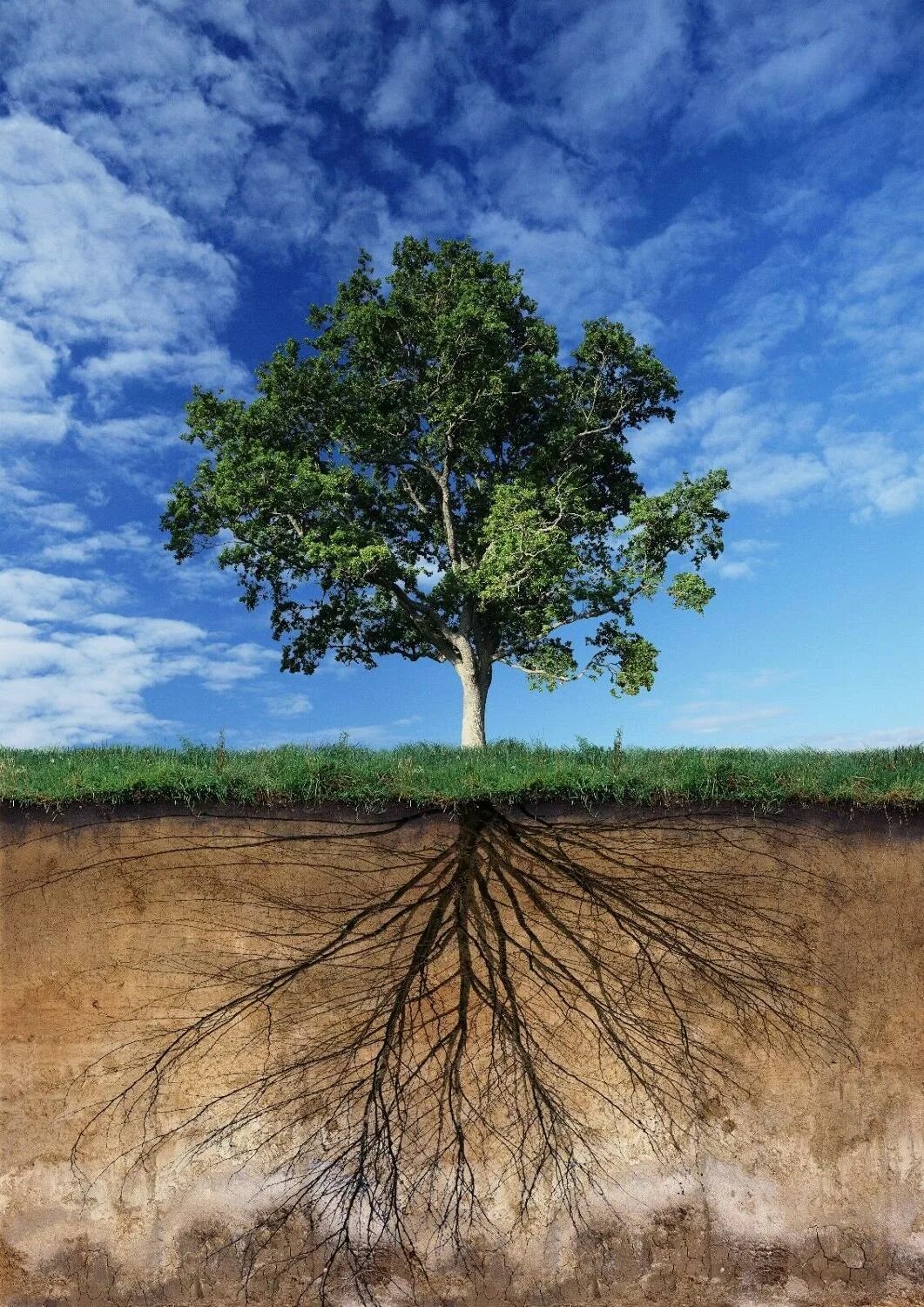 Корни большого дерева под землей. Корни дерева под землей. Корни дерева в почве. Земля под деревом. Корни деревьев под землей.