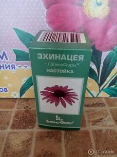 Настойка эхинацеи применение взрослым