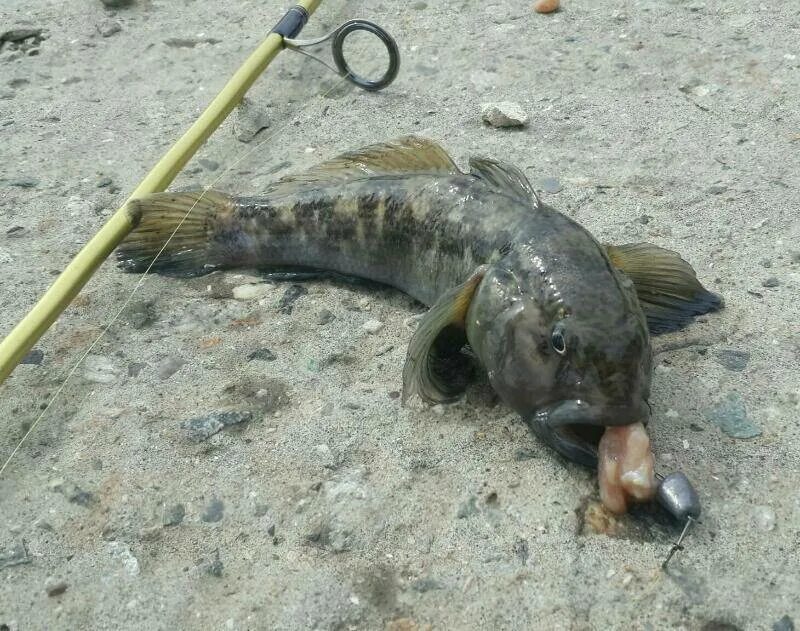 Полученного бычка. Ротан морской бычок. Бычки Азовского моря. Дальневосточный бычок рыба. Трофейный ротан.