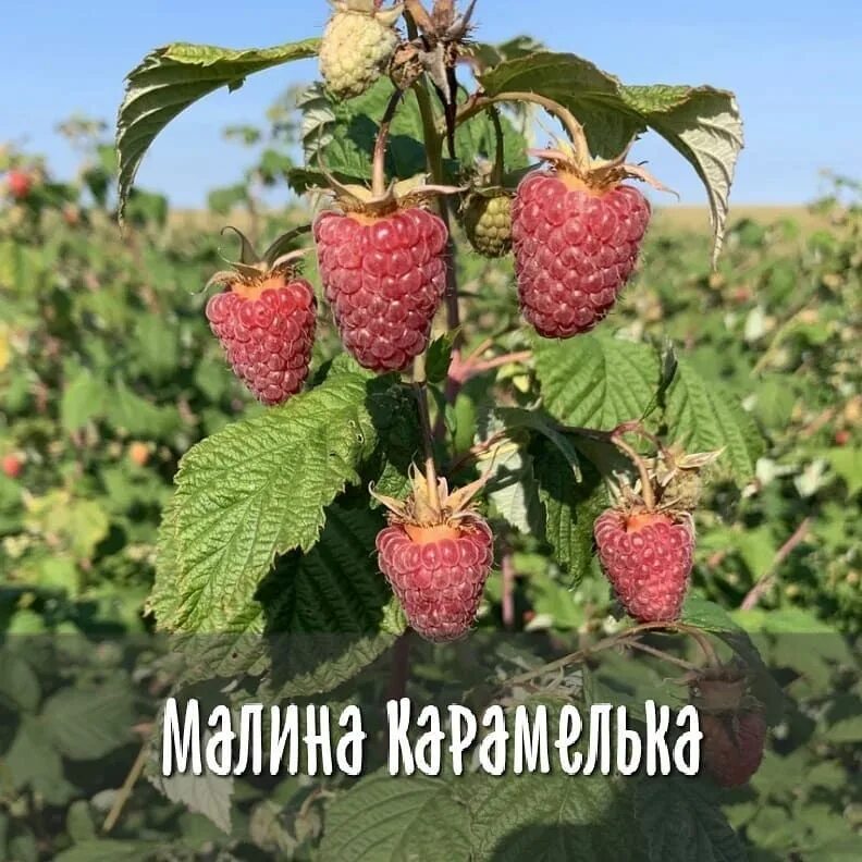 Саженец малины карамелька. Саженец малины карамелька. Малина ремонтантная карамелька. Саженец малины карамелька. Малина ремонтантная карамелька.