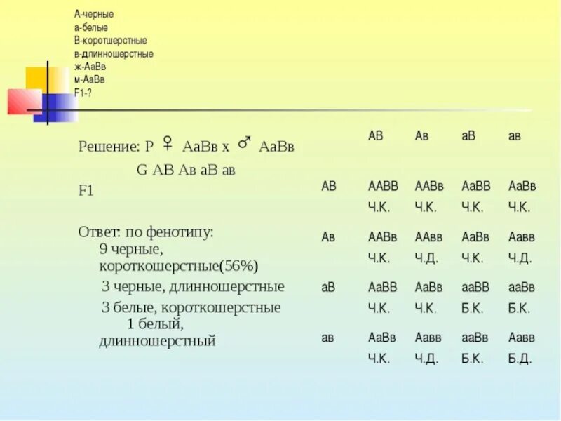 Как решать дигибридное скрещивание. Решение задач на дигибридное скрещивание с решением 10 класс. Решение задач генетика дигибридное. Задачи по генетике на дигибридное скрещивание 10 класс с решением. Задача на дигибридное скрещивание с решением 10 класс.