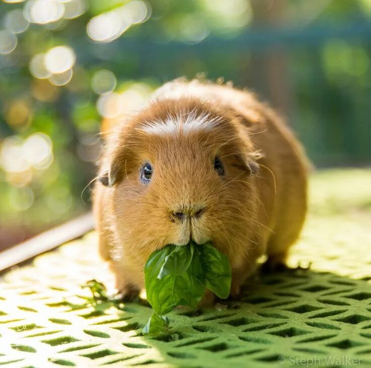 Guinea pig Cute guinea pigs, Pet guinea pigs, Guinea pig run