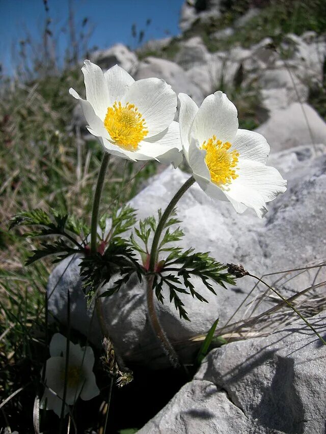 Pin by abu saif on Beautiful flowers Trees to plant, Beautiful gardens, Flowers