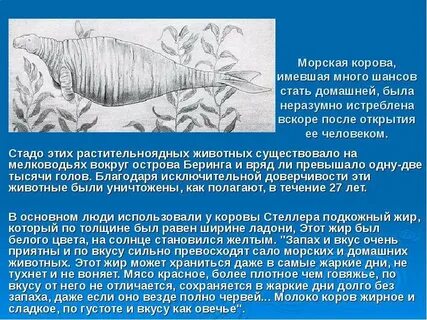 Морские звери узнавание называние краткое описание