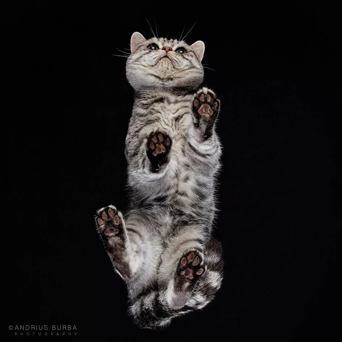 Андриус Бурба фотограф. Кошачий фотограф Андриус Бурба. Кот с поднятой лапой. Кошка вид снизу.