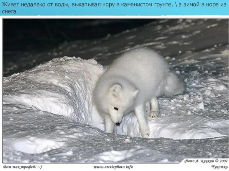 Песец на охоте. Норы песцов. Песец домашний. Жилище песца. Норы песцов.