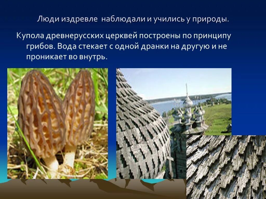 Чему можно научиться человек у природы. Чему может научиться у природы строитель. Использование принципа строения костей в архитектуре. Чему человек может научиться у природы. Чему может научиться у природы строитель.