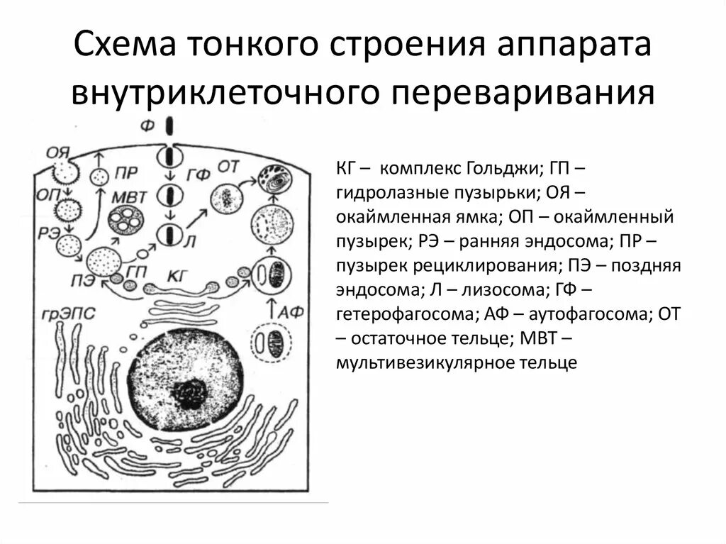 Объект лизосома центриоль процесс внутриклеточное пищеварение. Аппарат Гольджи внутриклеточное пищеварение. Внутриклеточное пищеварение лизосомы. Аппарат внутриклеточного переваривания лизосомы. Структура осуществляющая внутриклеточное пищеварение.