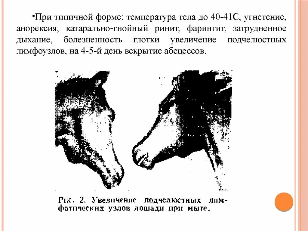 Мыт латынь. Мыт лошадей патологоанатомические изменения. мыт у лошадей клинические формы. клинические признаки мыта лошадей характерные.