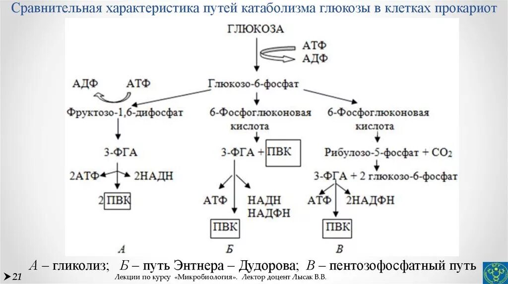 Общая схема катаболизма Глюкозы. Катаболизм Глюкозы. Гликолиз.. Катаболизм Глюкозы схема. Общий путь катаболизма Глюкозы. Этап катаболизма глюкозы