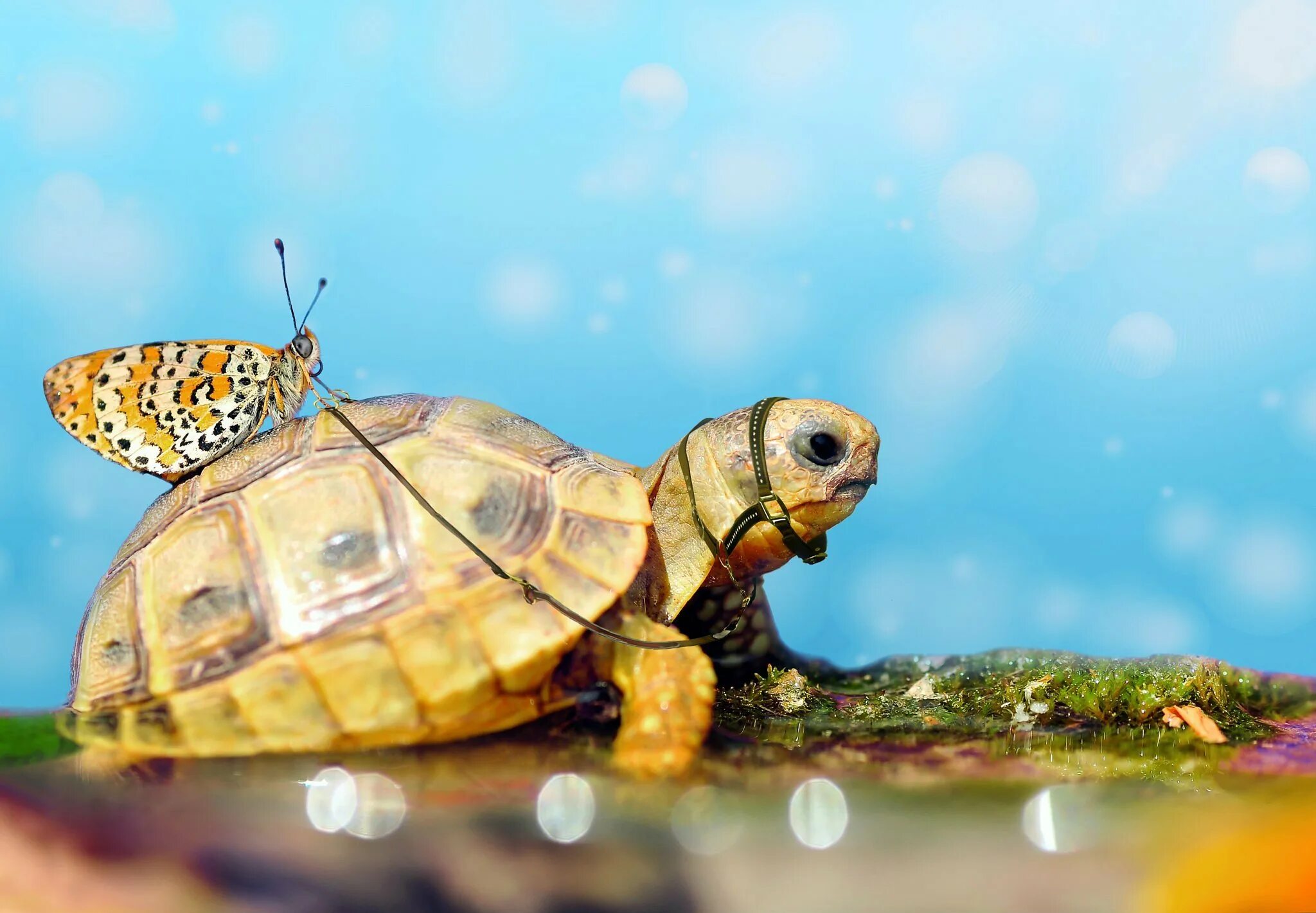 Красивая черепаха. Красноухая черепаха маленькая. Черепашка красноухая маленькая. Красивые черепахи. Красивые Черепашки.