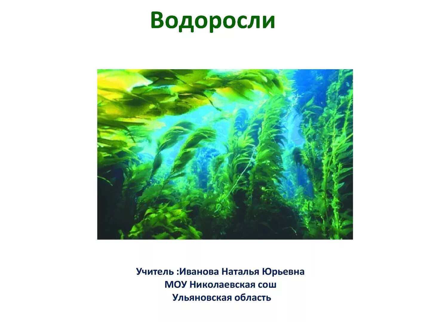 4 класса водорослей