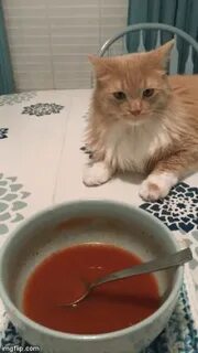 Кошки едят суп