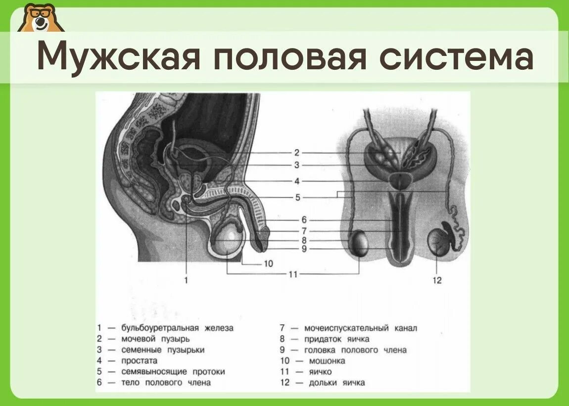 Найти мужской орган. Строение мужской половой системы. Схема строения мужской половой системы. Мужская половая система схема. Наружные мужские половые органы.