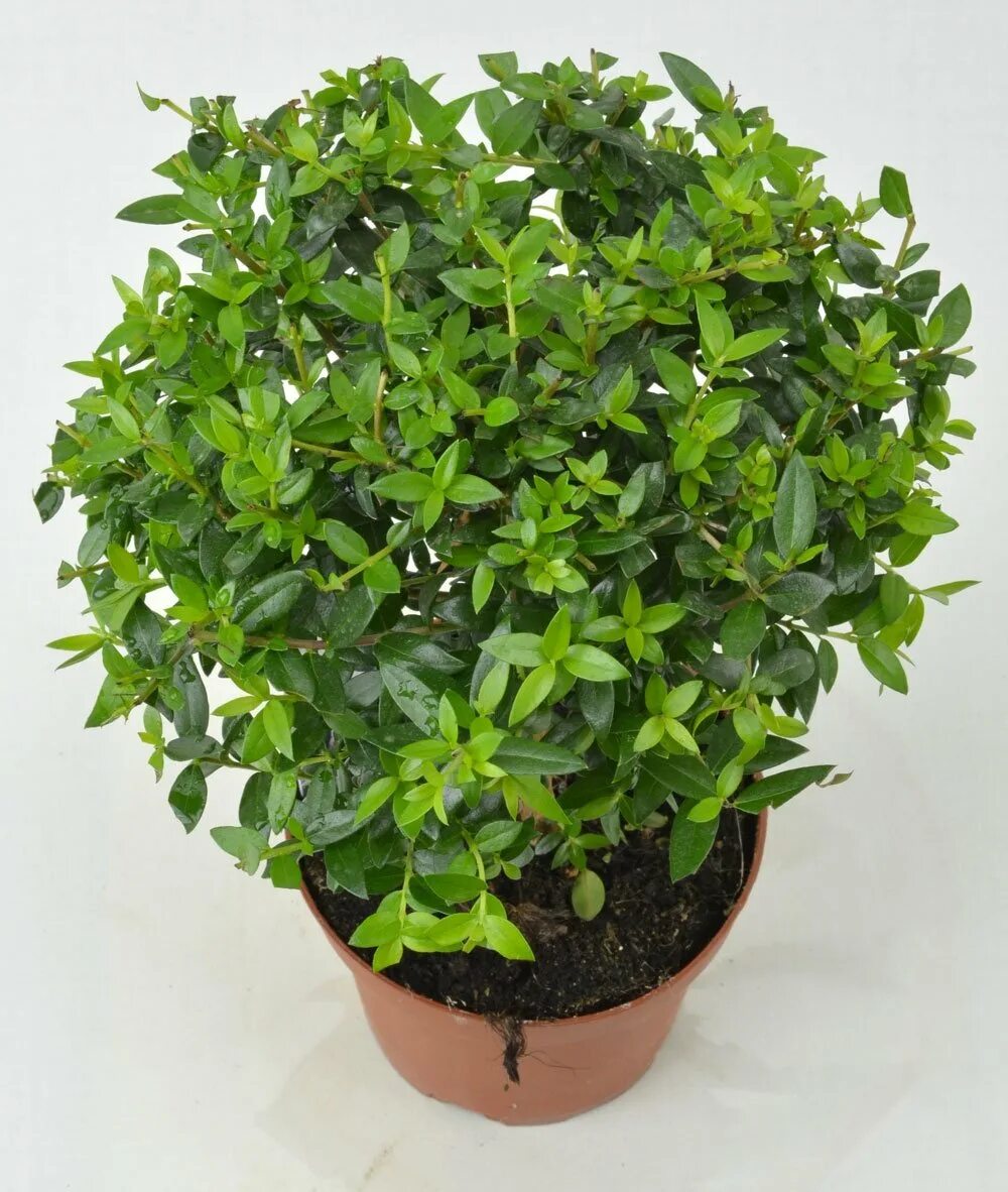 Антуриум красный. Аихризон бонсай. Замиокулькас emerald palm. Цветы кротон,монстера,хлорофитум,диффенбахия. Замиокулькас замия.