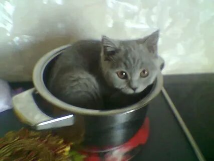 Кота потом