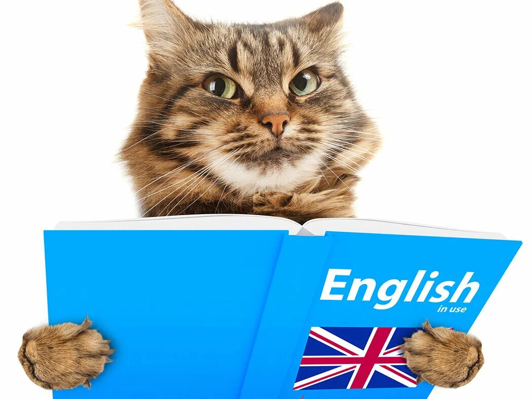 Кот с английского на русский