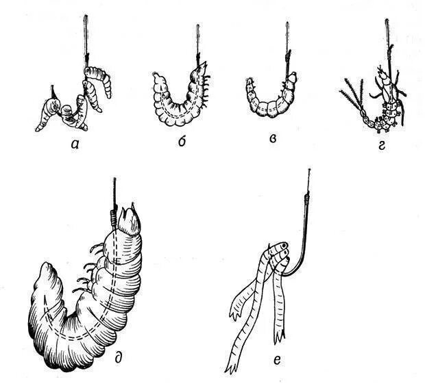 Как правильно насаживать опарыша на крючок. Как правильно насадить опарыша на крючок. Насадка опарыша на крючок способы. Правильная насадка опарыша на крючок для рыбалки. Как правильно насаживать опарыша и мотыля на крючок.