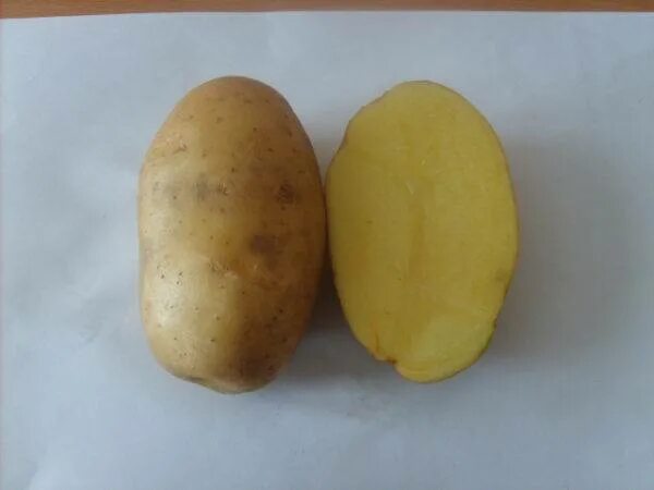 Картофель ласунок купить. Сорт картофеля Ласунок. Сорт картофеля Ласунок семенной. Картофель сорт Уладар. Уладар картофель характеристика.