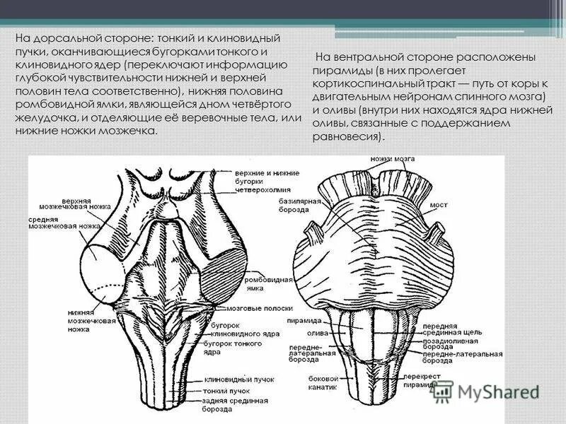 Дорсальная поверхность мозга. Ромбовидная ямка продолговатого мозга. Бугорок тонкого и клиновидного Пучков. Ромбовидная ямка головного мозга анатомия. Пограничная борозда ромбовидной ямки.