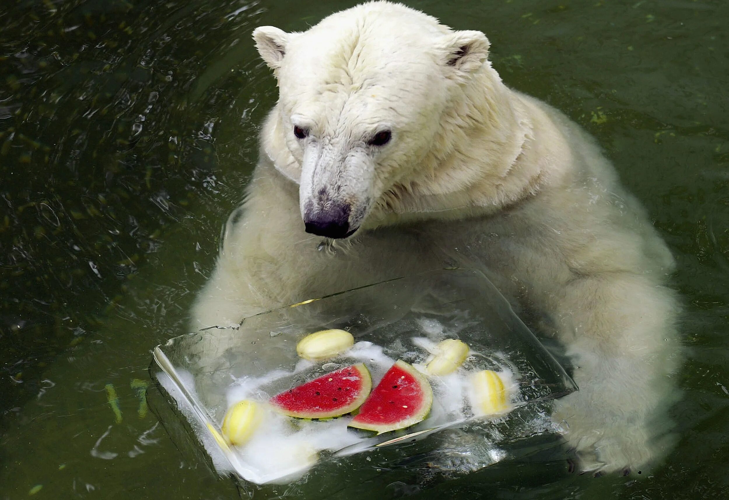 белый медведь питается. белый медведь под водой. белый медведь ест рыбу. белый медведь с рыбой. белый медведь с рыбой.