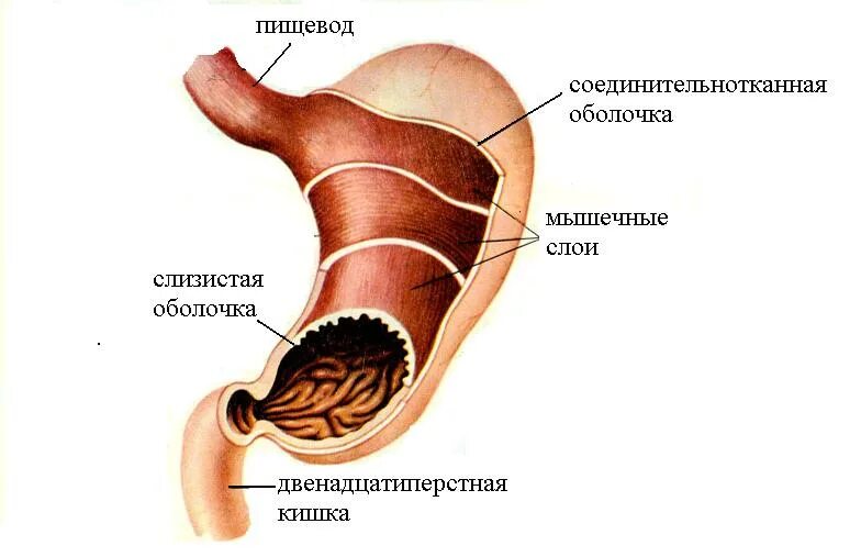 Строение оболочки стенки желудка. Строение серозной оболочки желудка. Строение мышечной оболочки желудка. Слои мышц стенки желудка. Серозная и слизистая оболочка