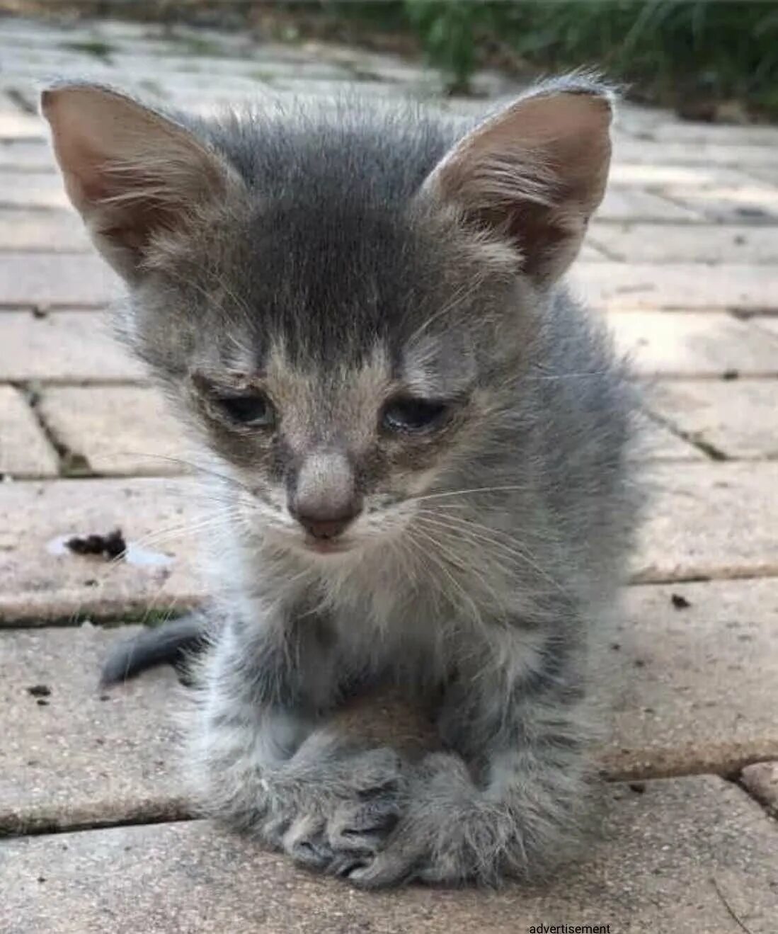 Бездомные котята. Маленькие бездомные котята. Бродячий котенок. Брошенный котенок. Жалко котенка