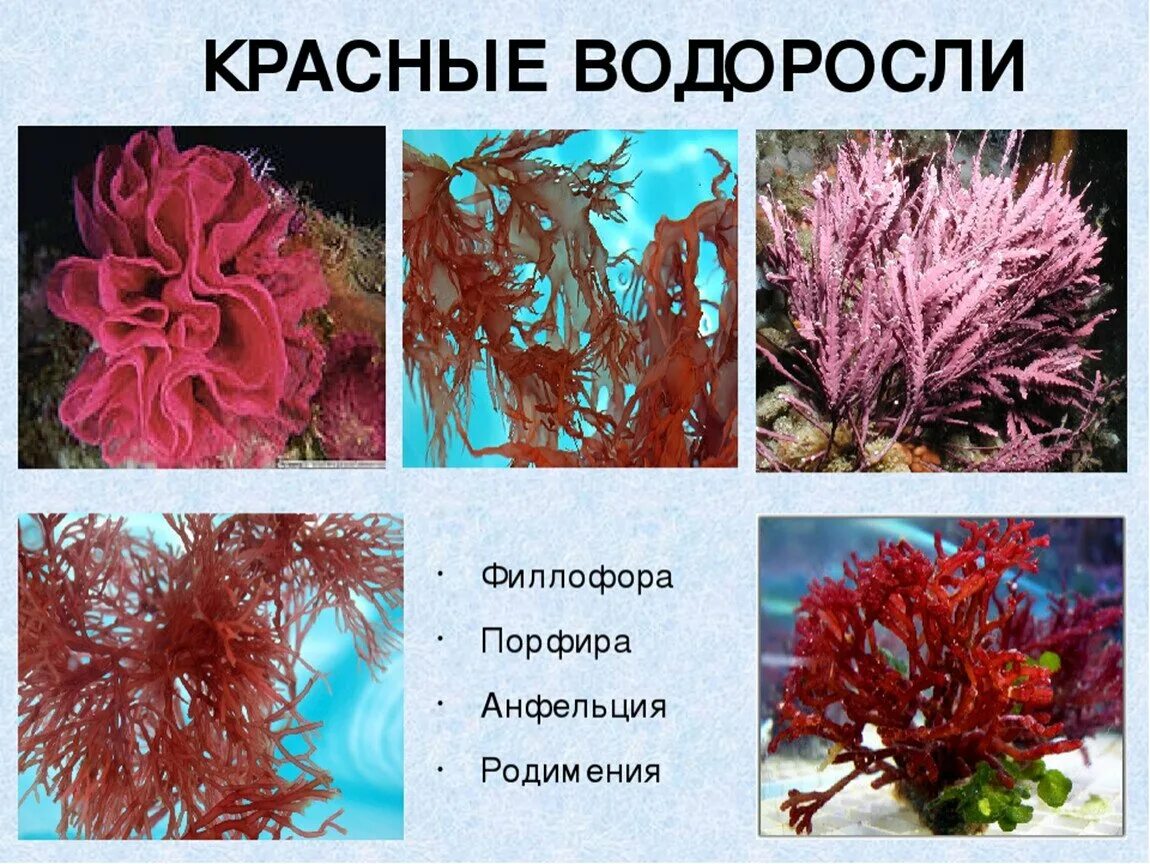 Красные водоросли 7 класс. Порфира Филлофора. Красные водоросли порфира Филлофора. Красные водоросли багрянки представители. Порфира и родимения.