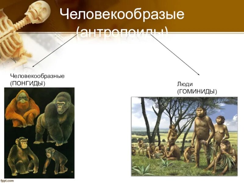 Гоминиды представители. Понгиды и гоминиды. приматы семейство гоминиды. приматы понгиды гоминиды.