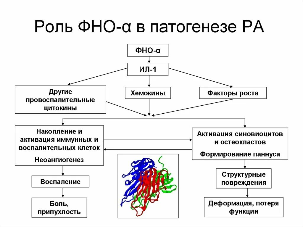 Фно 2. Фактор некроза опухоли функции. фактор некроза опухоли альфа функции. фактор некроза опухоли (фно). факторы некроза опухоли иммунология.
